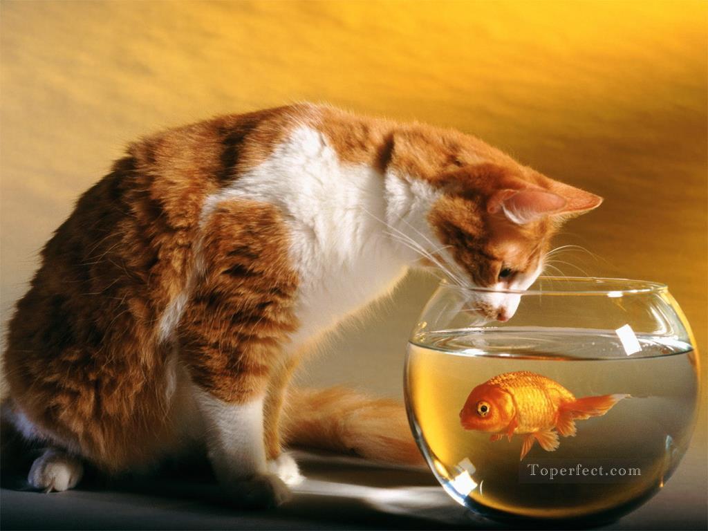 chat et poisson rouge Peintures à l'huile